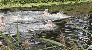 Openwater